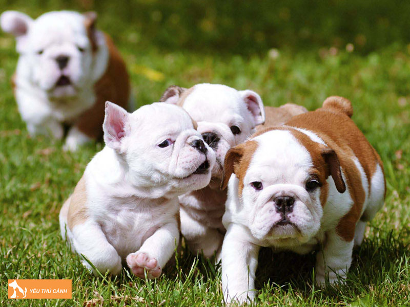Cho-bulldog-thucanh