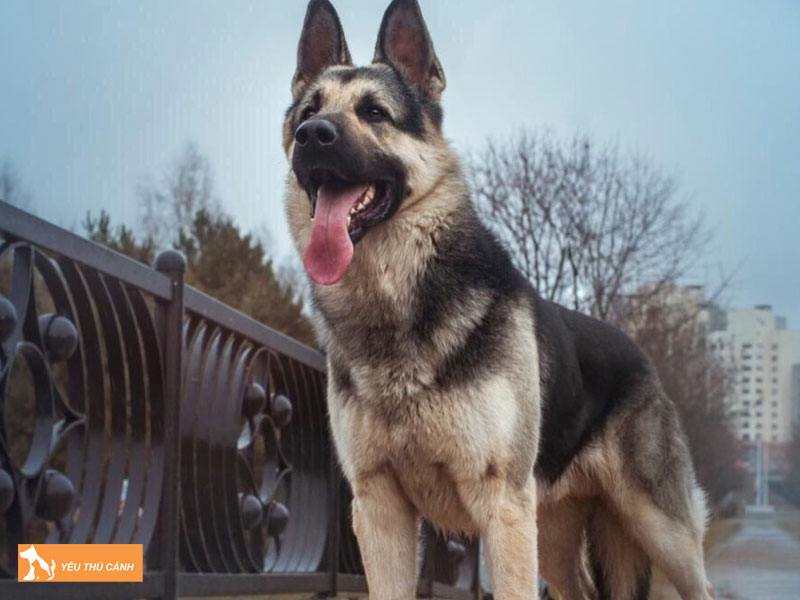 Cho-chan-cuu-dong-au-la-giong-cho-gi-thucanh