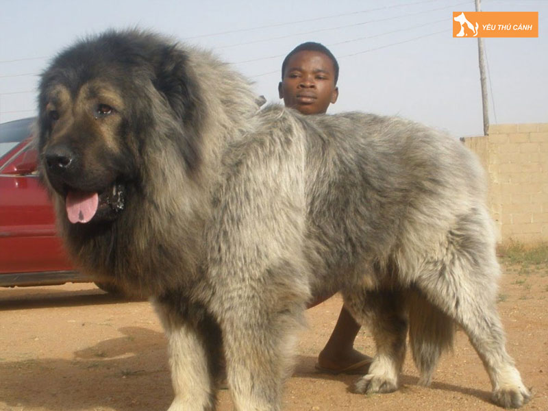 Cho-chan-cuu-kavkaz-la-gi-thucanh