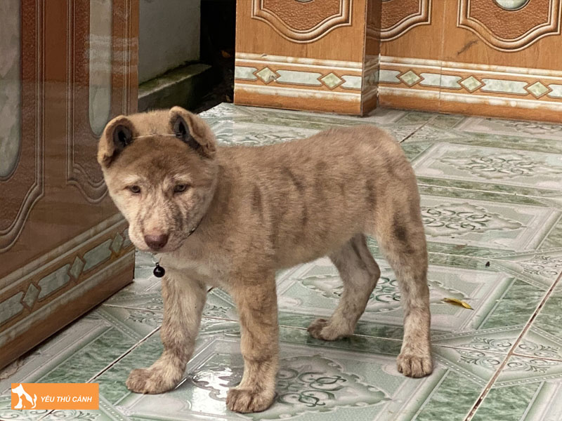 Cho-hmong-coc-thucanh