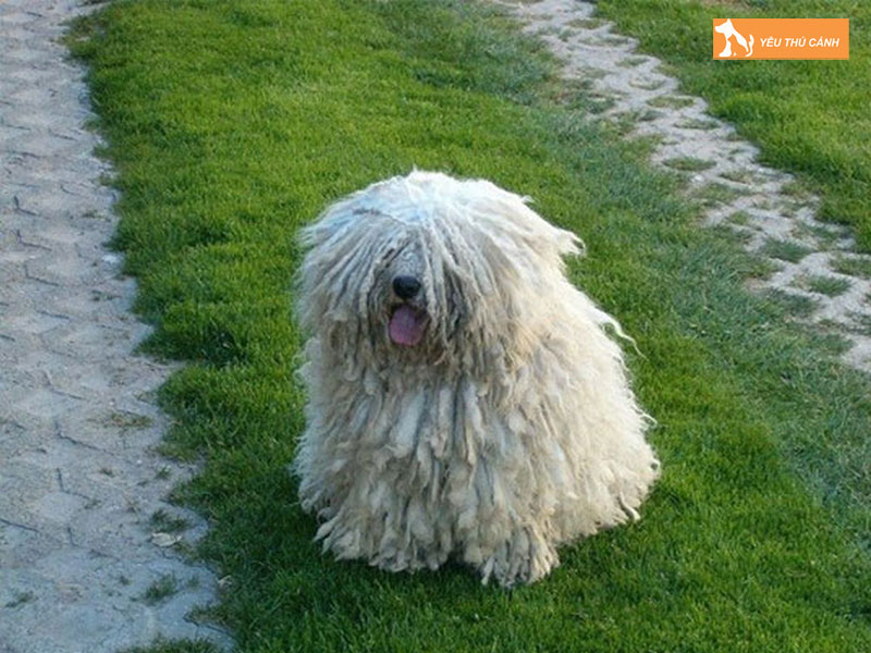 Cho-komondor-thucanh