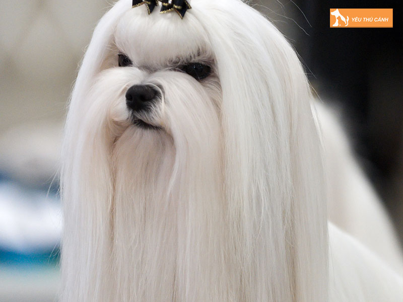 Cho-malta-maltese-thucanh