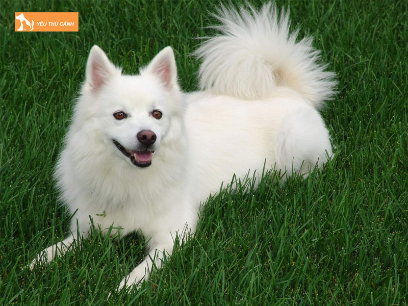 Cho-nhat-duoi-cuon-la-gi-thucanh