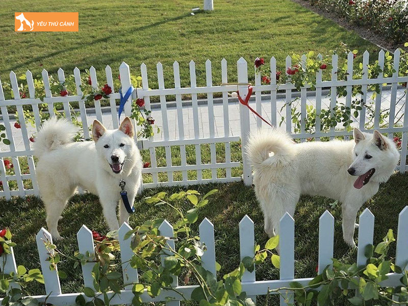 Cho-pungsan-la-gi-thucanh