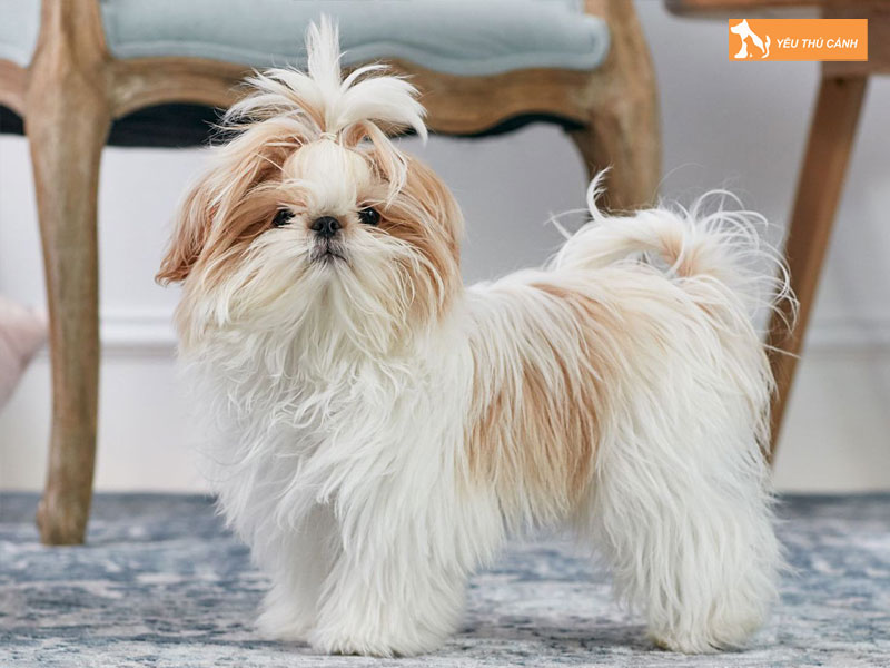 Cho-shih-tzu-thucanh