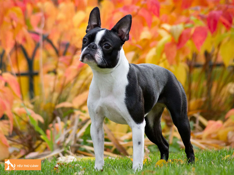 Cho-suc-boston-thucanh