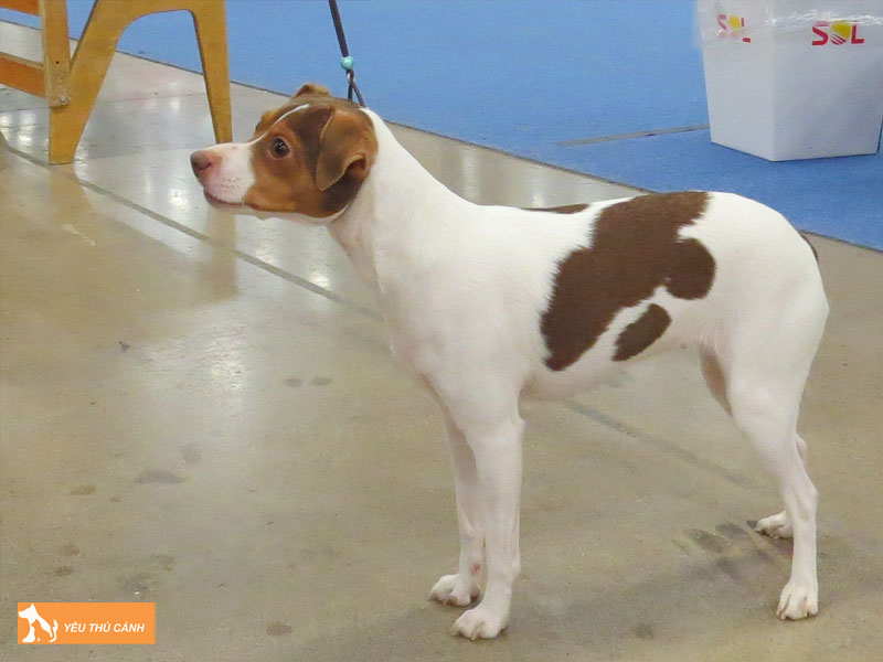 Cho-suc-brazil-thucanh