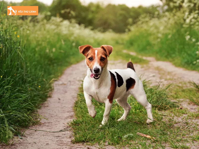 Cho-suc-jack-russell-la-gi-thucanh