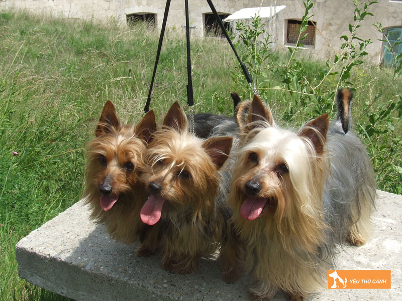 Cho-suc-silky-uc-la-giong-cho-gi-thucanh