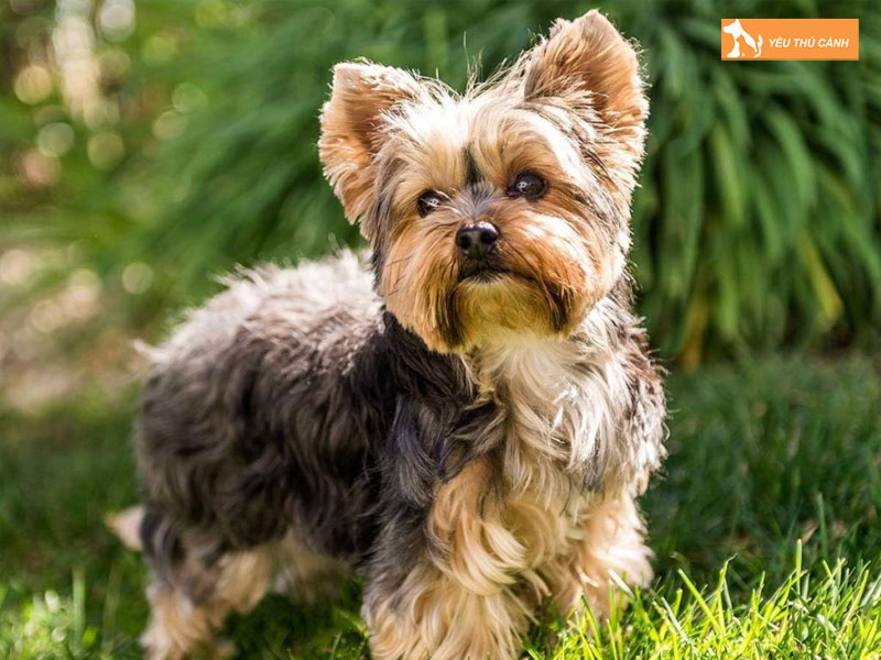 Cho-suc-yorkshire-terrier-thucanh