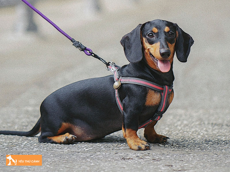 Cho-tacken-va-nguon-goc-thucanh