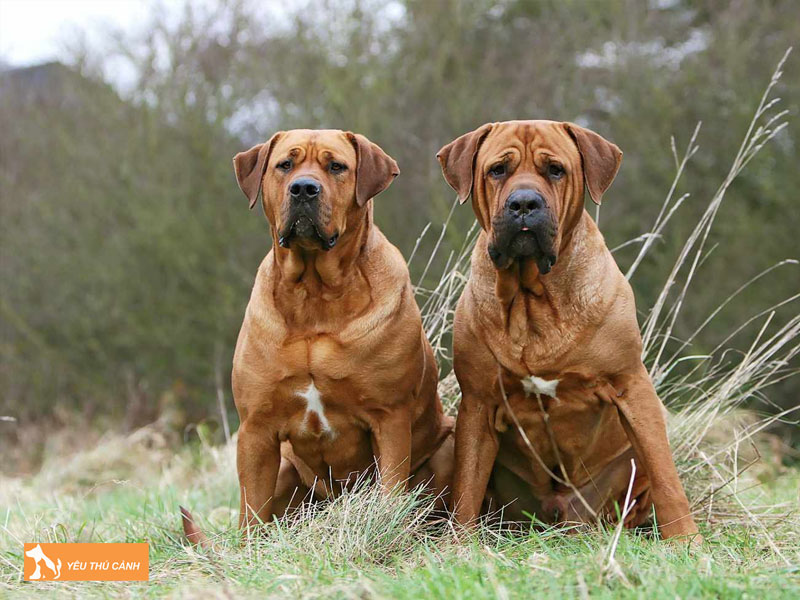 Cho-tosa-inu-la-giong-cho-gi-thucanh