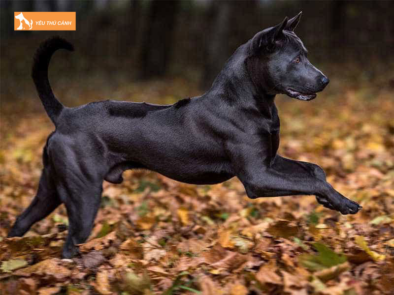 Cho-xoay-thai-la-gi-thucanh