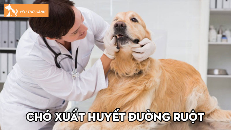 Chó xuất huyết đường ruột phải làm sao? Nguyên nhân và cách điều trị