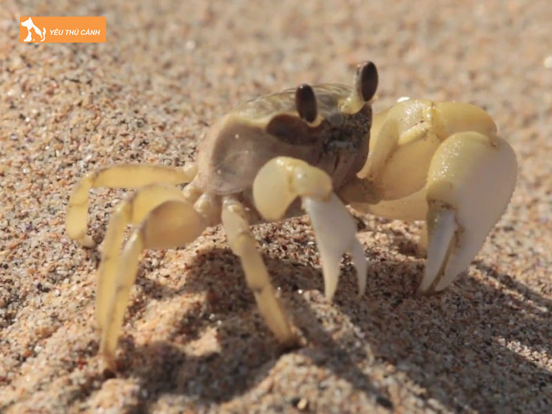 Cong-bien-la-con-gi-thucanh