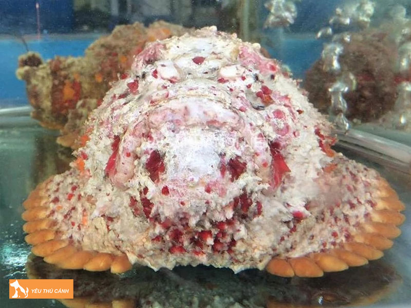 Dac-diem-cua-ca-mat-quy-1-thucanh