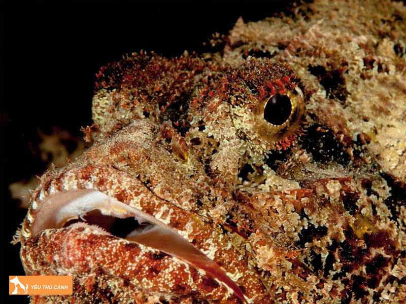 Dac-diem-cua-ca-mat-quy-2-thucanh