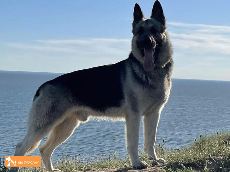 Dac-diem-cua-cho-chan-cuu-dong-au-thucanh