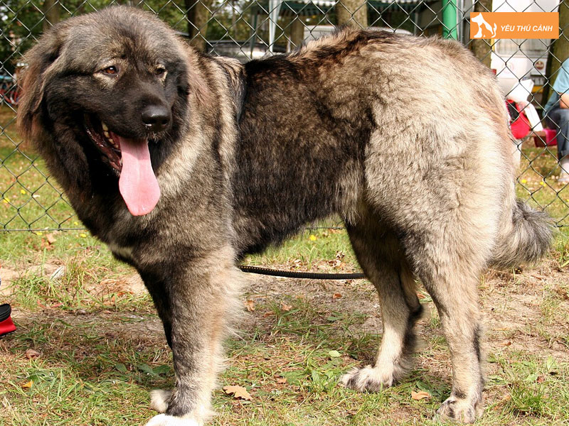 Dac-diem-cua-cho-kavkaz-1-thucanh