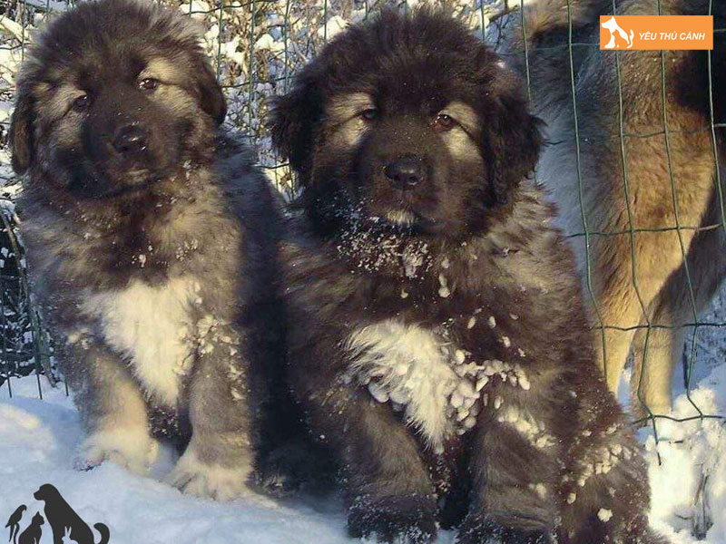 Dac-diem-cua-cho-kavkaz-thucanh