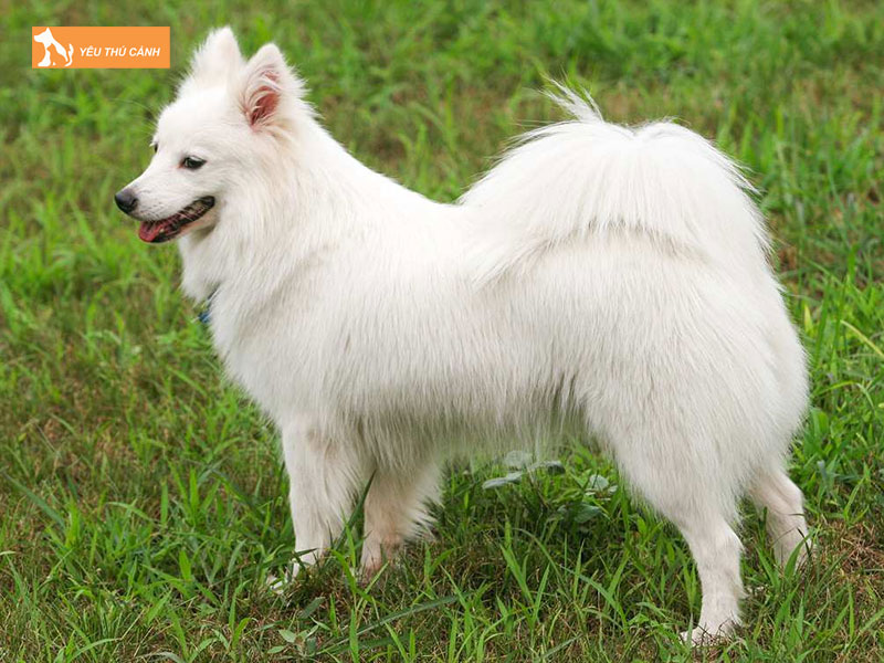 Dac-diem-cua-cho-nhat-duoi-cuon-1-thucanh