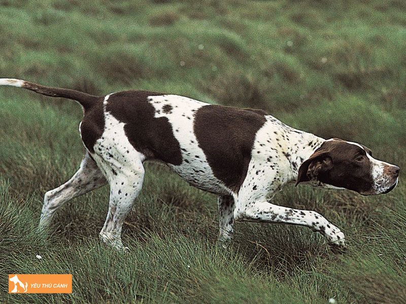 Dac-diem-cua-cho-pointer-thucanh