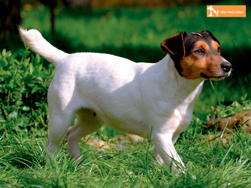 Dac-diem-cua-cho-suc-jack-russell-1-thucanh