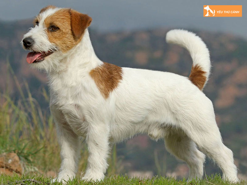 Dac-diem-cua-cho-suc-jack-russell-thucanh