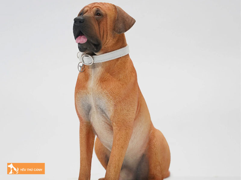 Dac-diem-cua-cho-tosa-inu-1-thucanh