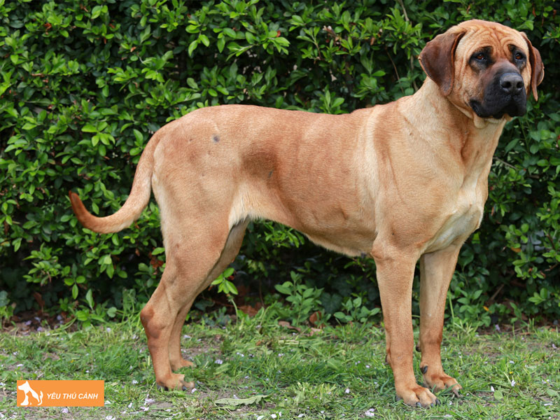 Dac-diem-cua-cho-tosa-inu-thucanh