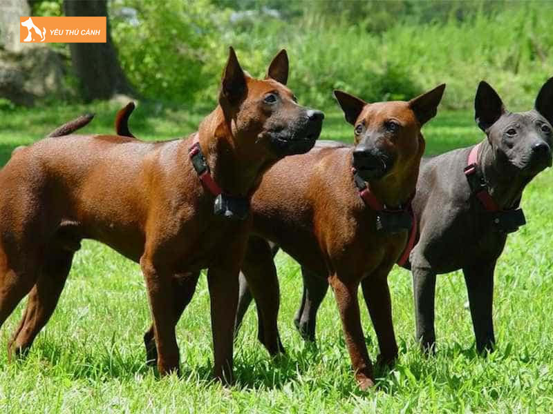 Dac-diem-cua-cho-xoay-thai-thucanh