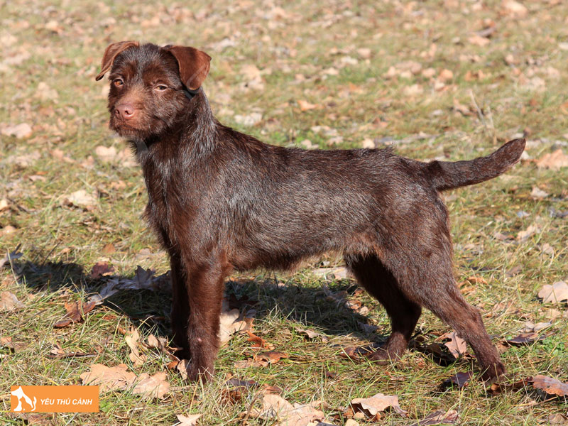 Dac-diem-cua-giong-cho-patterdale-thucanh