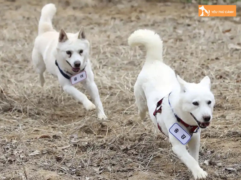 Dac-diem-cua-giong-cho-pungsan-thucanh