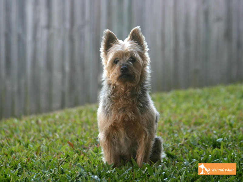 Dac-diem-cua-giong-cho-suc-silky-uc-thucanh