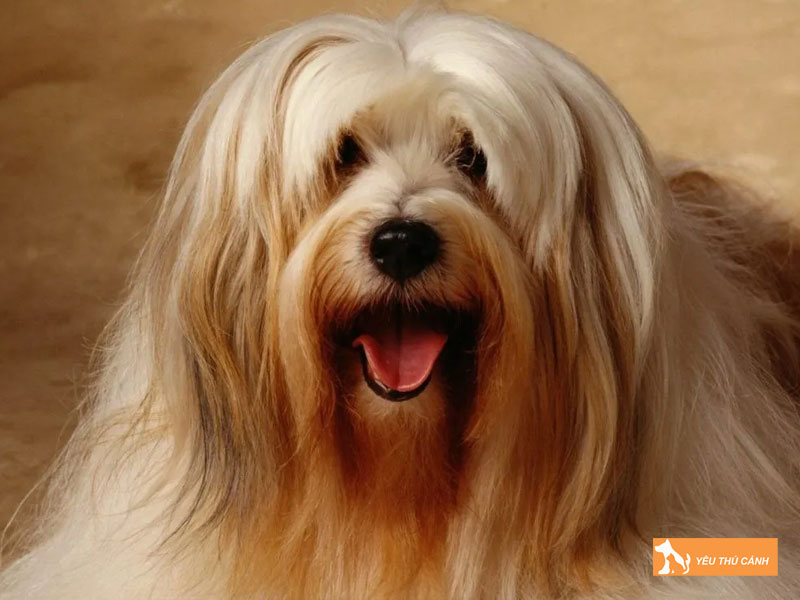 Dac-diem-cua-giong-cho-suc-tay-tang-thucanh