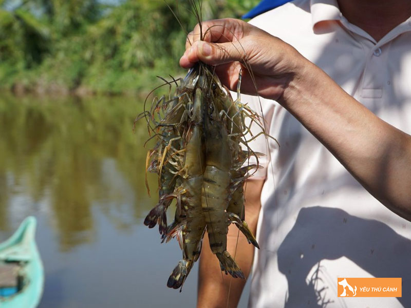 Dac-diem-cua-tom-su-thucanh