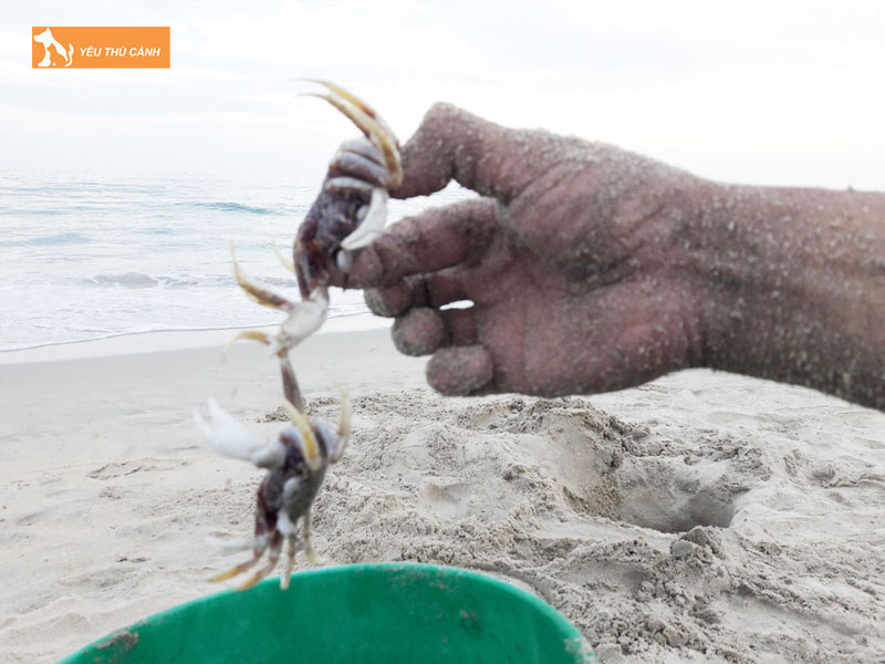 Dac-diem-moi-truong-song-cua-cong-thucanh