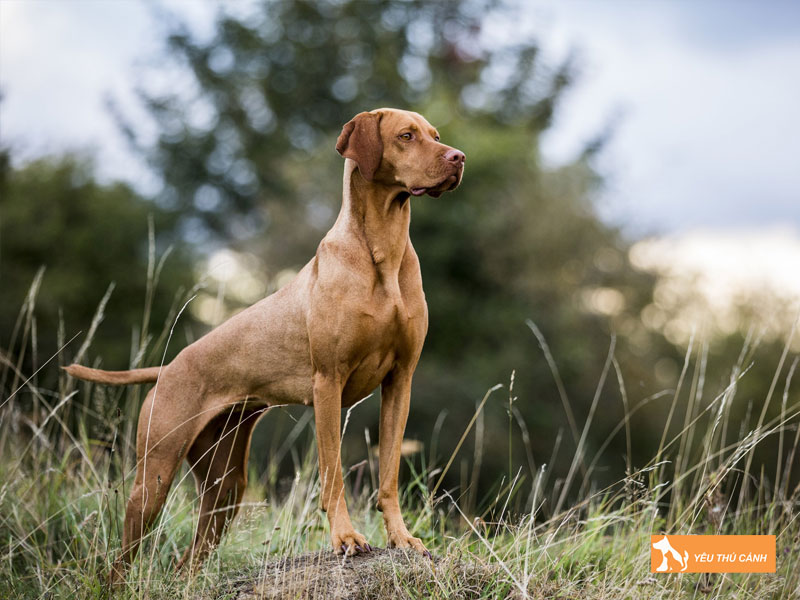 Dac-diem-noi-bat-cua-giong-cho-vizsla-thucanh
