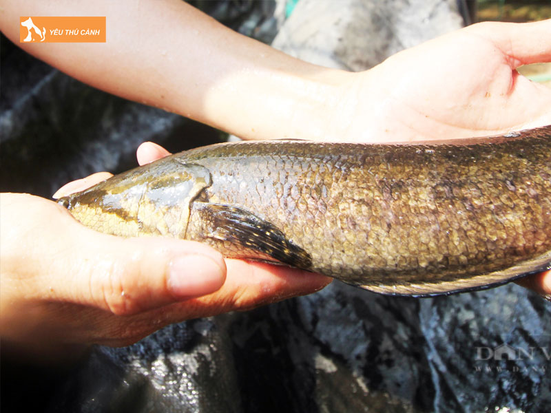 Dac-diem-sinh-hoc-cua-ca-day-thucanh