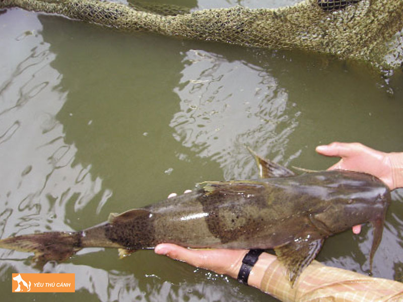 Dac-tinh-cua-ca-chien-thucanh