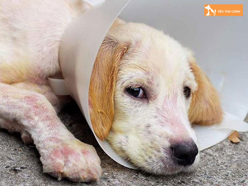 Dieu-tri-cho-bi-benh-xa-mau-nhu-the-nao-thucanh