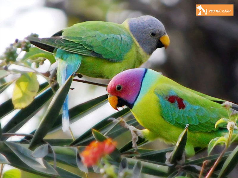 Doi-net-ve-vet-dau-hong-thucanh