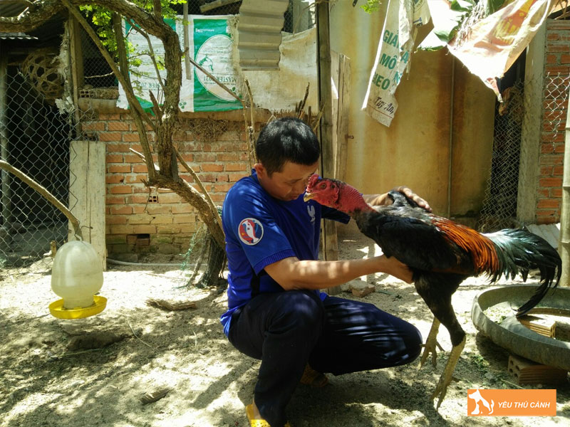 Ga-choi-va-thu-choi-ga-choi-thucanh