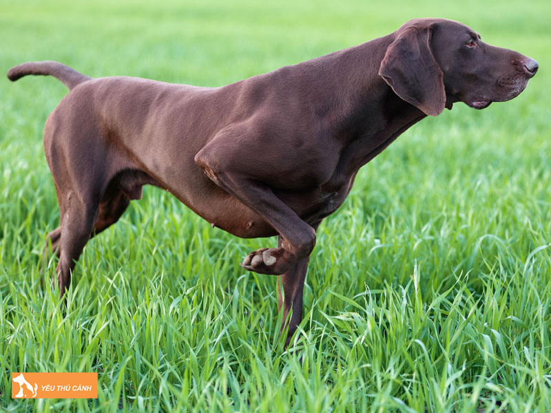 Giong-cho-pointer-la-gi-thucanh