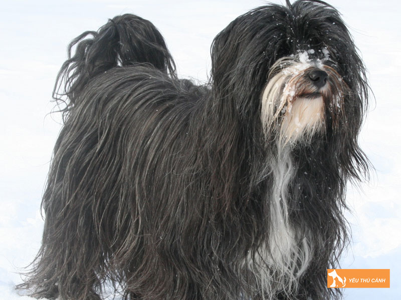 Giong-cho-suc-tay-tang-la-gi-thucanh