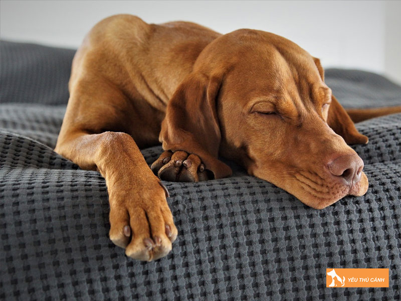 Giong-cho-vizsla-la-gi-thucanh