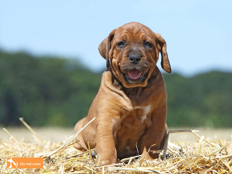 Kinh-nghiem-can-biet-khi-nuoi-giong-cho-tosa-1-thucanh