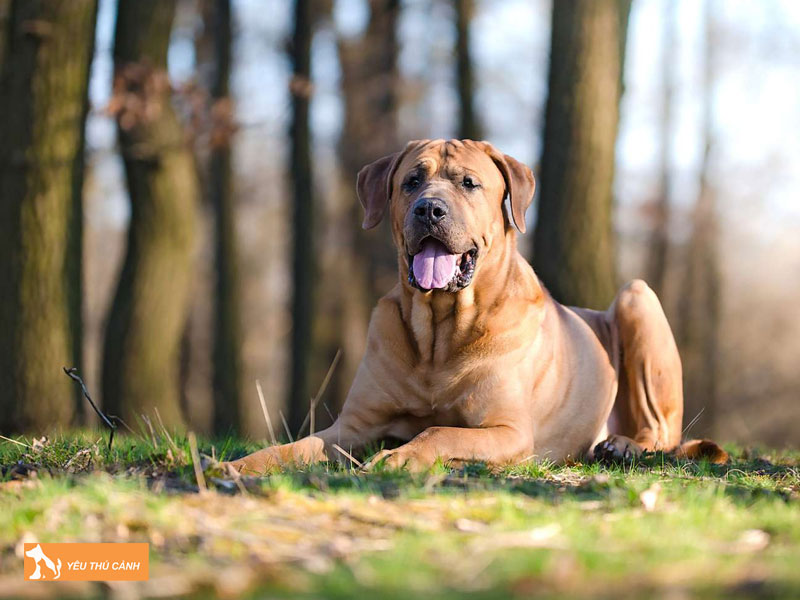 Kinh-nghiem-can-biet-khi-nuoi-giong-cho-tosa-thucanh