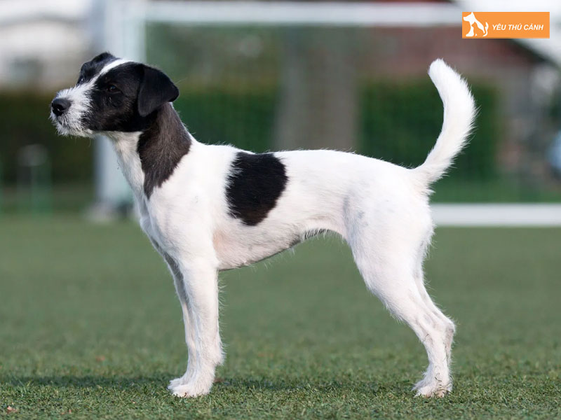 Kinh-nghiem-nuoi-cho-suc-jack-russell-1-thucanh