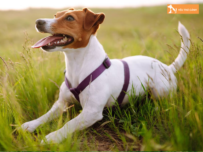 Kinh-nghiem-nuoi-cho-suc-jack-russell-thucanh
